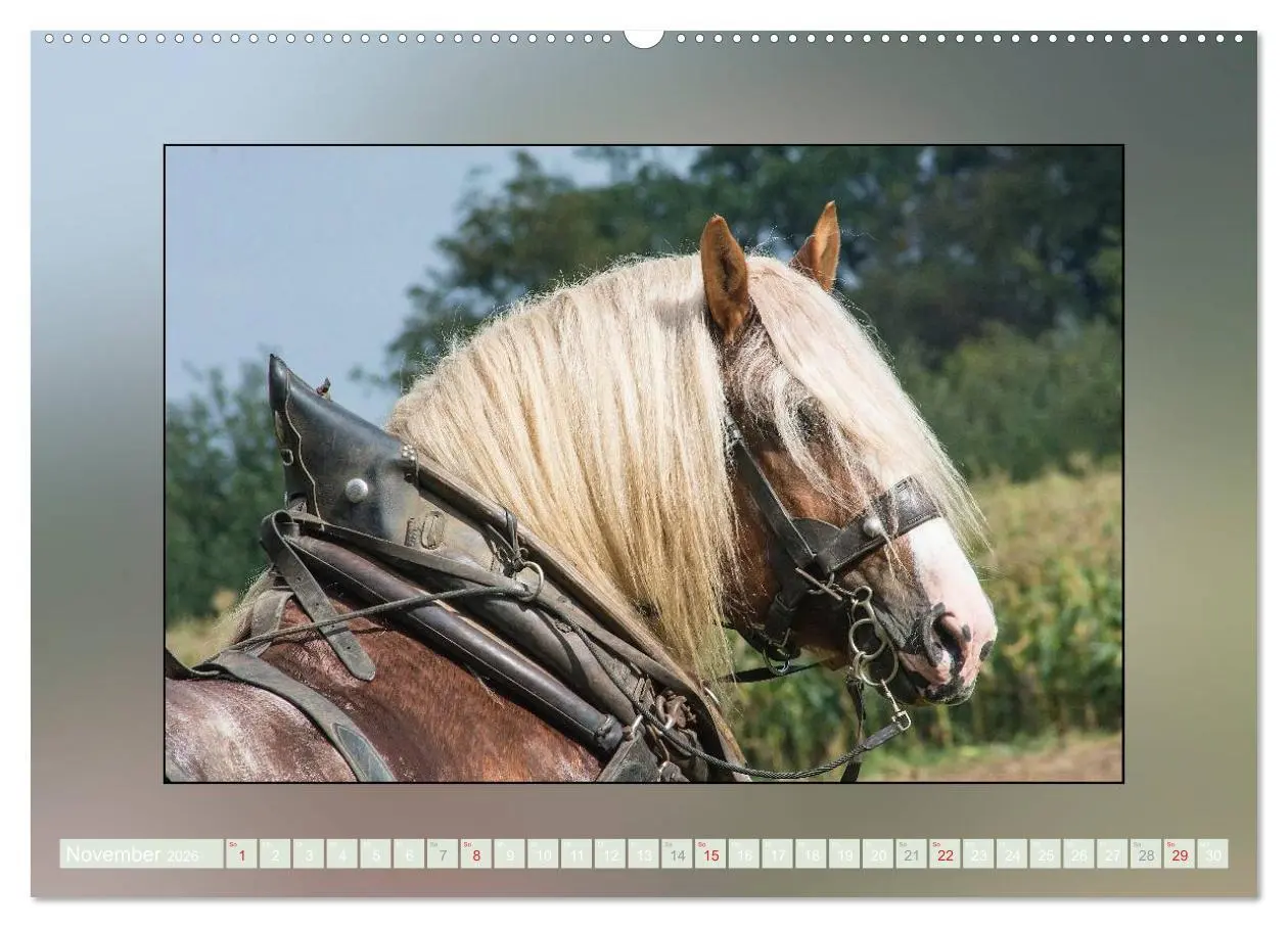 Bild: 9783516025439 | Pferde Vom Minishetty bis zum Kaltblut (Wandkalender 2026 DIN A2...