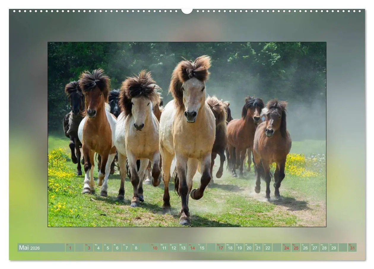 Bild: 9783516025439 | Pferde Vom Minishetty bis zum Kaltblut (Wandkalender 2026 DIN A2...