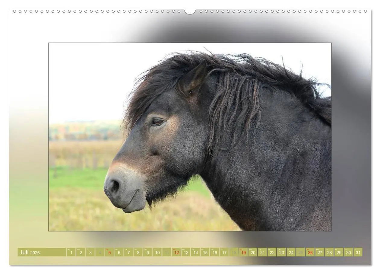 Bild: 9783516025439 | Pferde Vom Minishetty bis zum Kaltblut (Wandkalender 2026 DIN A2...