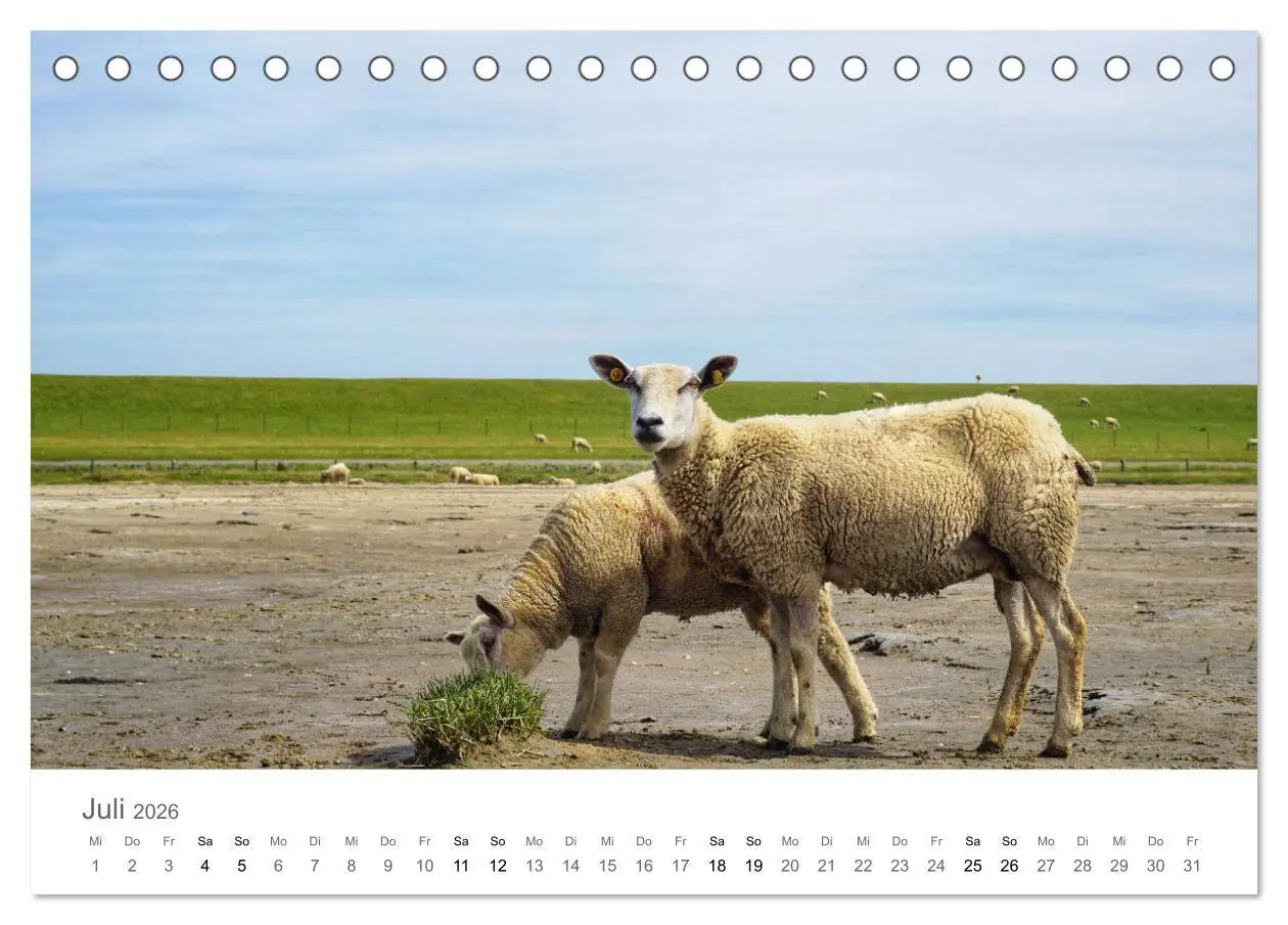 Bild: 9783457785539 | Nordfriesland (Tischkalender 2026 DIN A5 quer), CALVENDO...