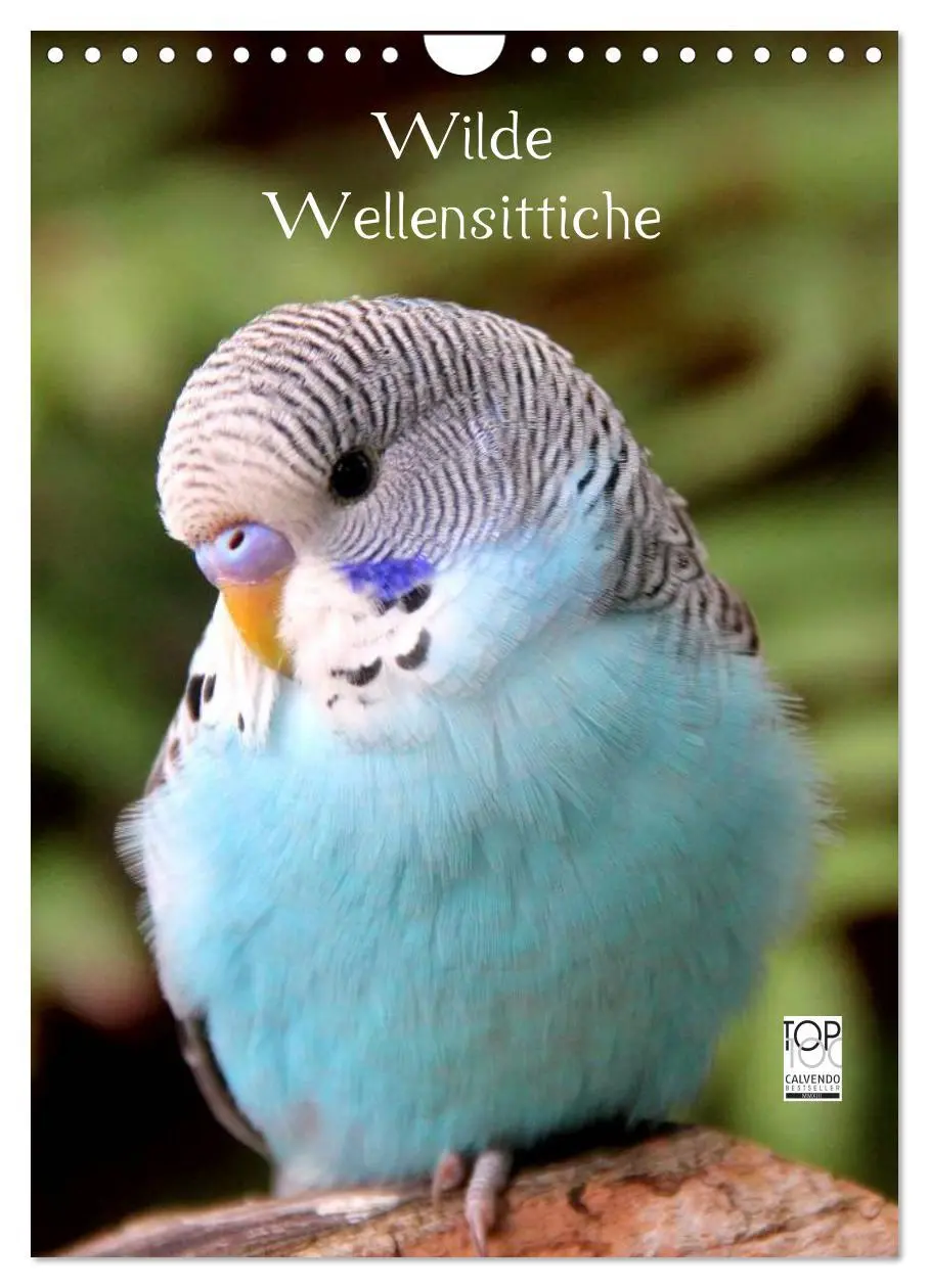 Cover: 9783516485639 | Wilde Wellensittiche (Wandkalender 2026 DIN A4 hoch), CALVENDO...