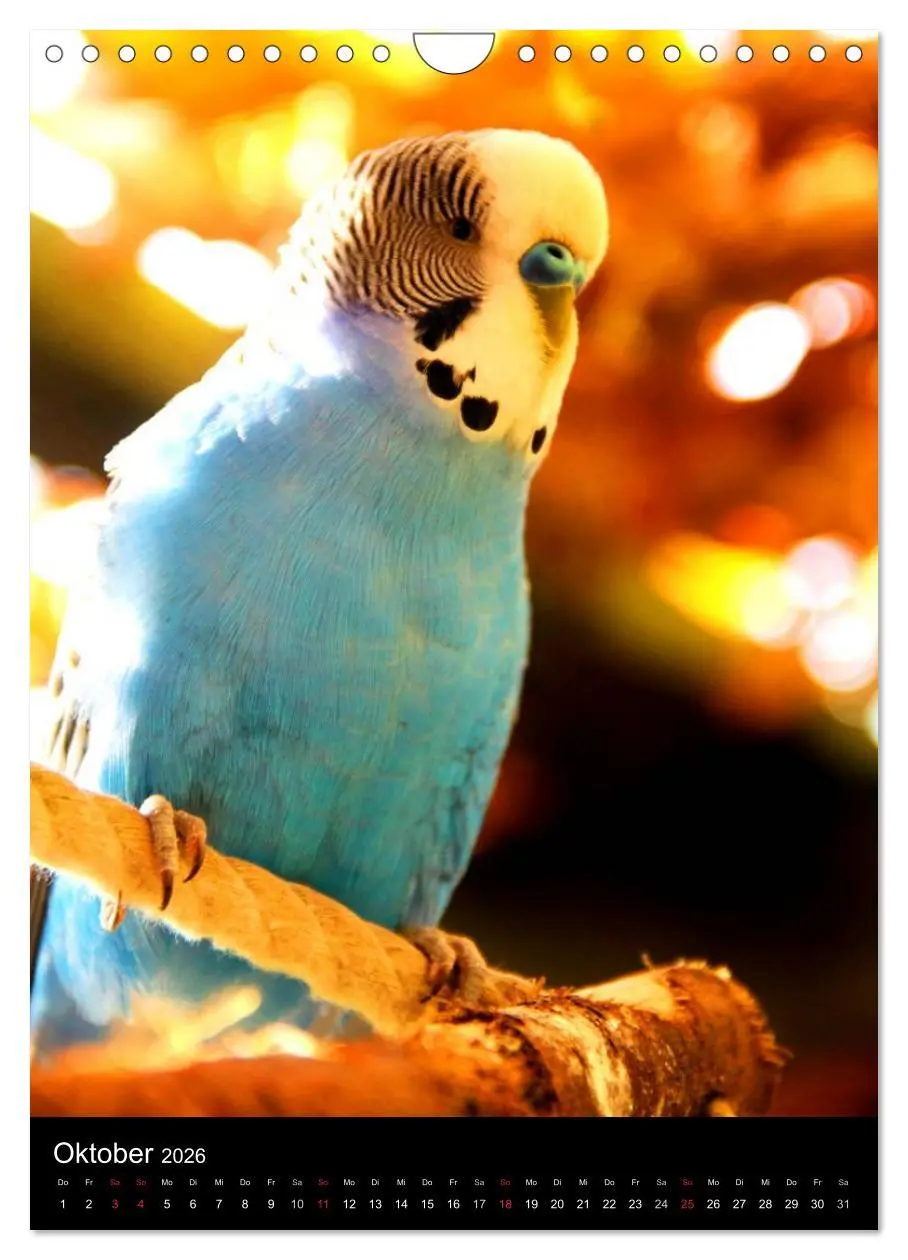 Bild: 9783516485639 | Wilde Wellensittiche (Wandkalender 2026 DIN A4 hoch), CALVENDO...