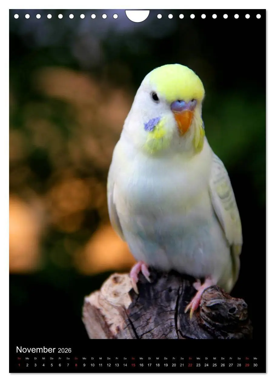 Bild: 9783516485639 | Wilde Wellensittiche (Wandkalender 2026 DIN A4 hoch), CALVENDO...