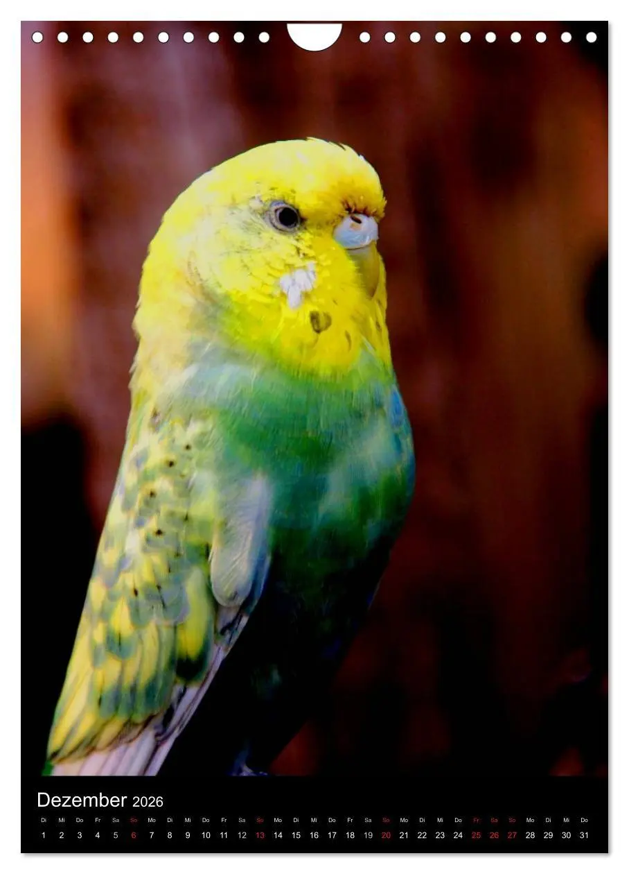 Bild: 9783516485639 | Wilde Wellensittiche (Wandkalender 2026 DIN A4 hoch), CALVENDO...