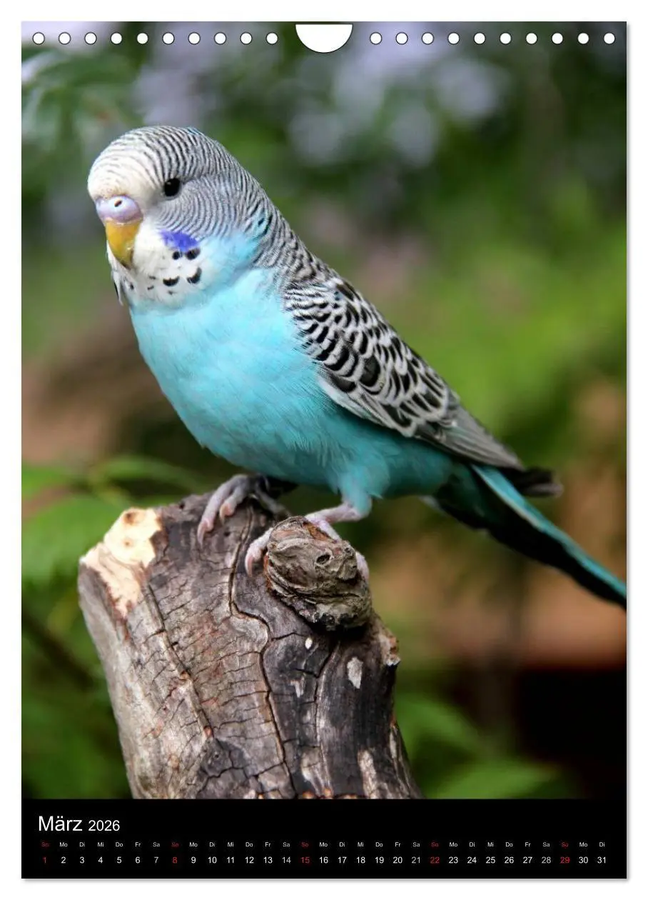 Bild: 9783516485639 | Wilde Wellensittiche (Wandkalender 2026 DIN A4 hoch), CALVENDO...