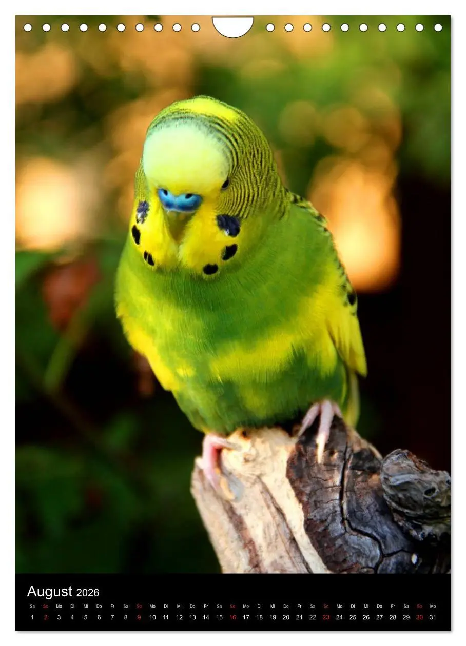 Bild: 9783516485639 | Wilde Wellensittiche (Wandkalender 2026 DIN A4 hoch), CALVENDO...