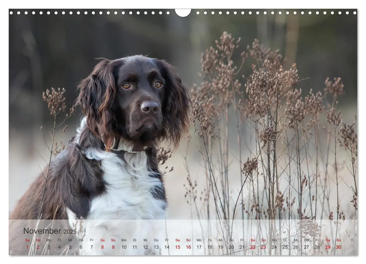 Bild: 9783457145739 | Der kleine Münsterländer (Wandkalender 2025 DIN A3 quer), CALVENDO...