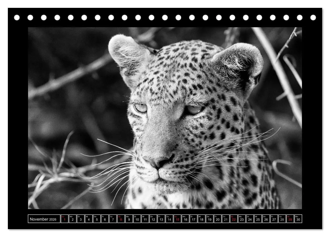 Bild: 9783516165739 | Afrika Schwarz - Weiss (Tischkalender 2026 DIN A5 quer), CALVENDO...