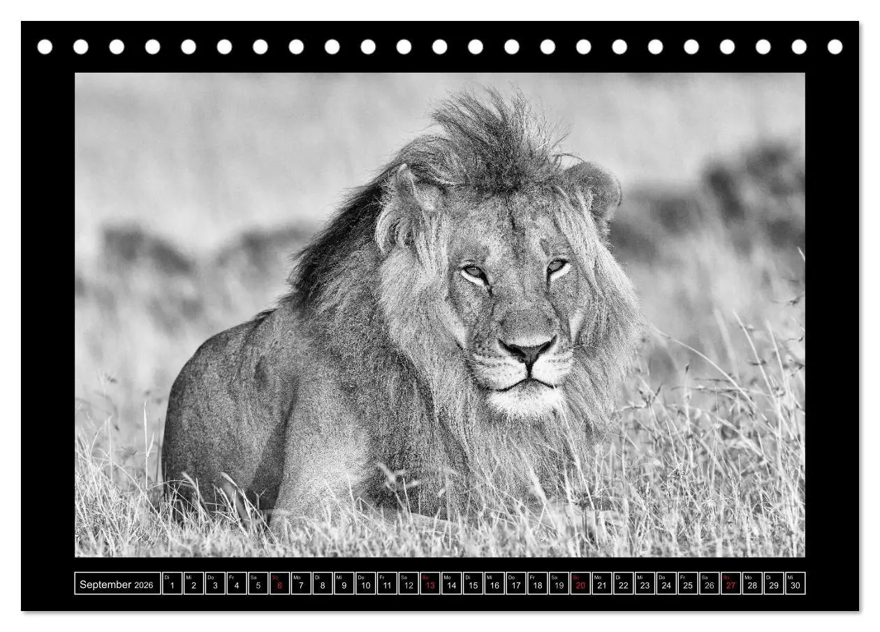 Bild: 9783516165739 | Afrika Schwarz - Weiss (Tischkalender 2026 DIN A5 quer), CALVENDO...