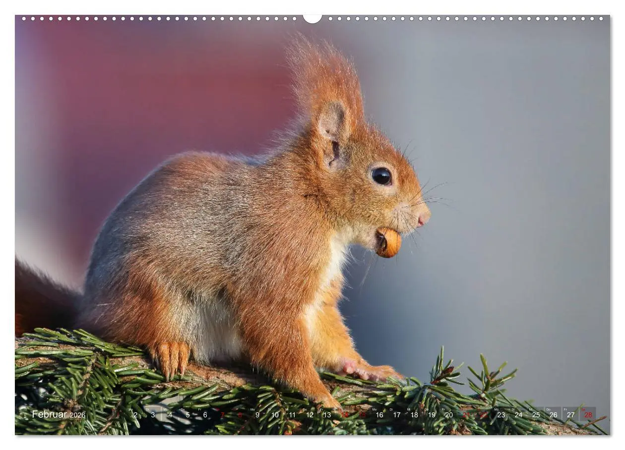 Bild: 9783457755839 | Eichhörnchen Momentaufnahmen fürs Herz (hochwertiger Premium...