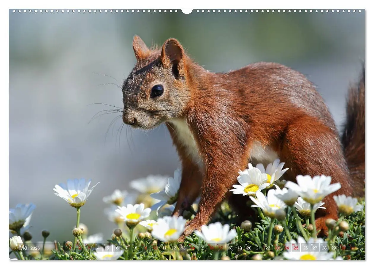 Bild: 9783457755839 | Eichhörnchen Momentaufnahmen fürs Herz (hochwertiger Premium...