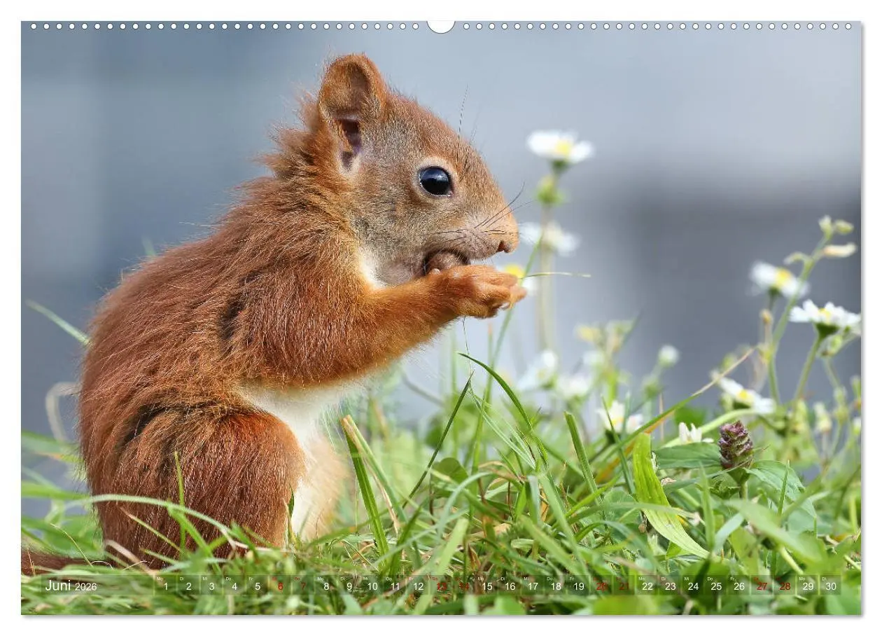 Bild: 9783457755839 | Eichhörnchen Momentaufnahmen fürs Herz (hochwertiger Premium...