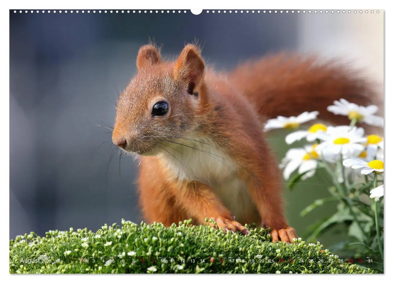 Bild: 9783457755839 | Eichhörnchen Momentaufnahmen fürs Herz (hochwertiger Premium...
