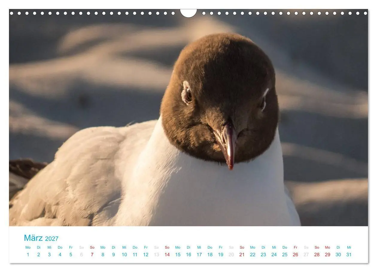 Bild: 9783594205839 | Der Darß Kalender (Wandkalender 2027 DIN A3 quer), CALVENDO...