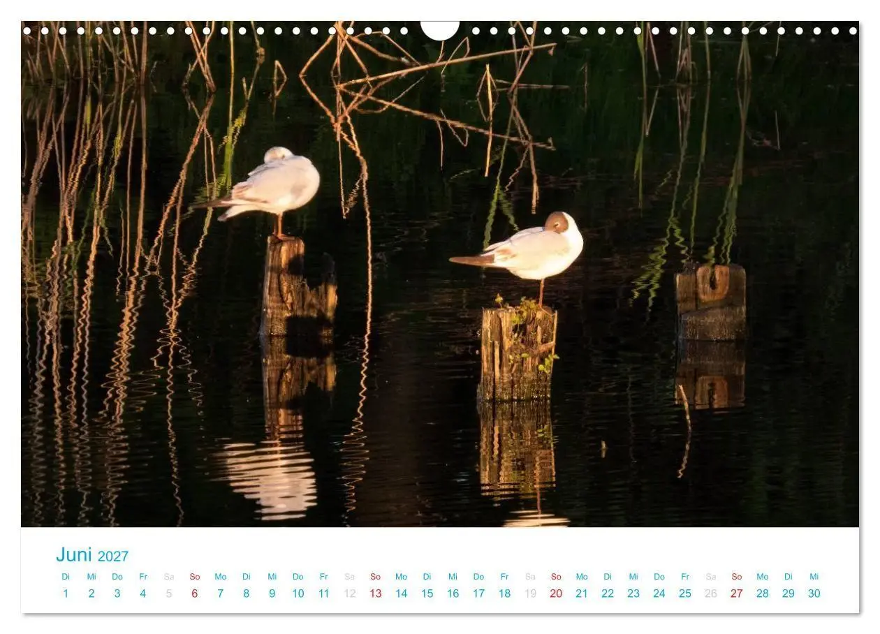 Bild: 9783594205839 | Der Darß Kalender (Wandkalender 2027 DIN A3 quer), CALVENDO...