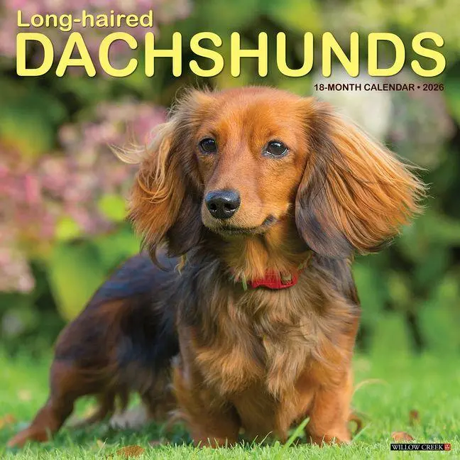 Cover: 9781549255939 | Longhaired Dachshunds 2026 Wall Calendar | Willow Creek Press | 2026