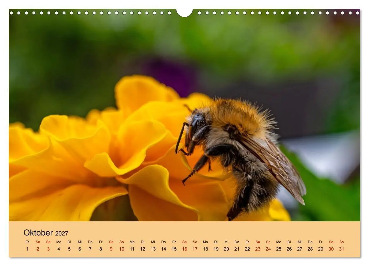 Bild: 9783594365939 | Insektenparadies Garten (Wandkalender 2027 DIN A3 quer), CALVENDO...