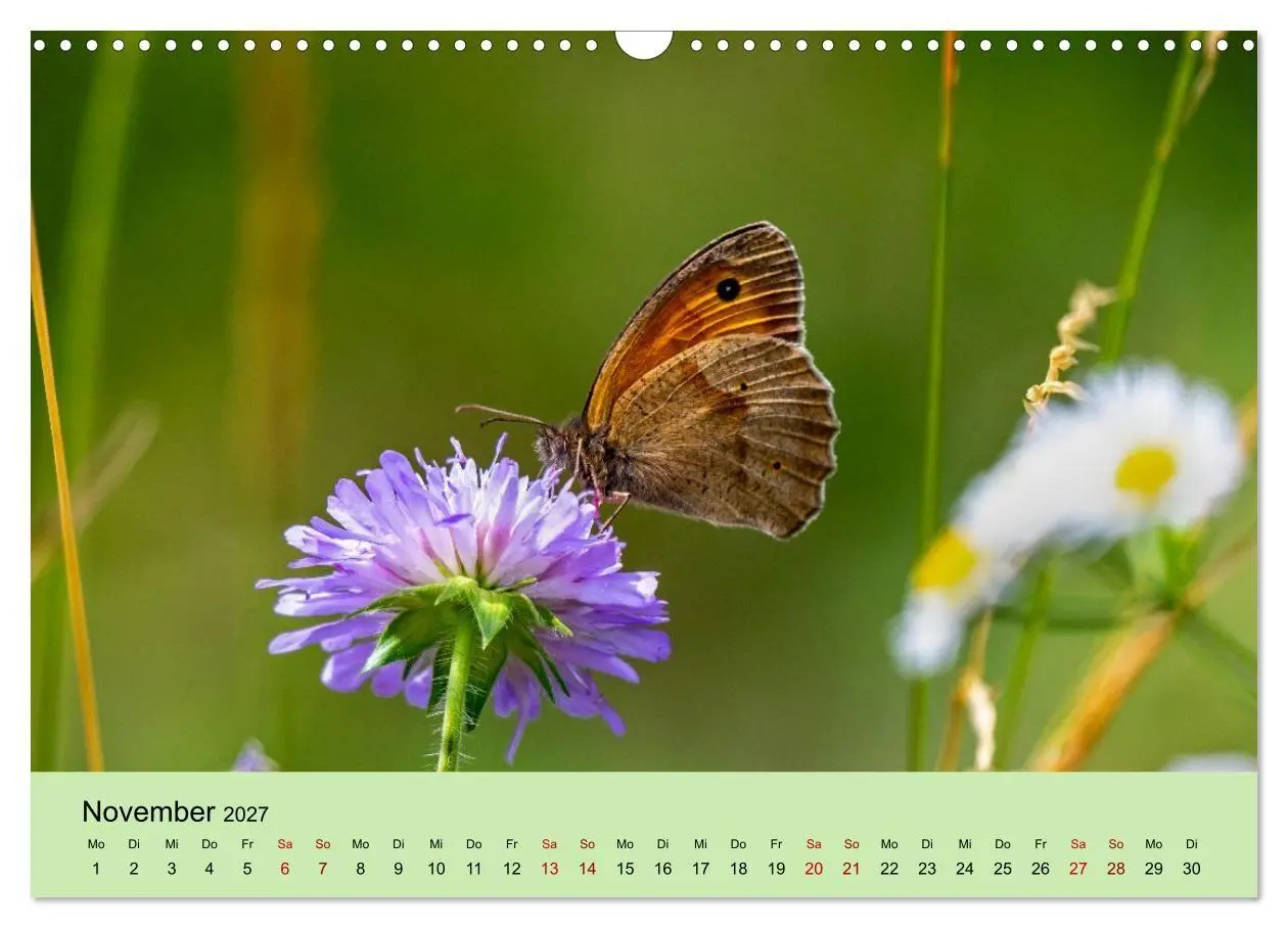 Bild: 9783594365939 | Insektenparadies Garten (Wandkalender 2027 DIN A3 quer), CALVENDO...