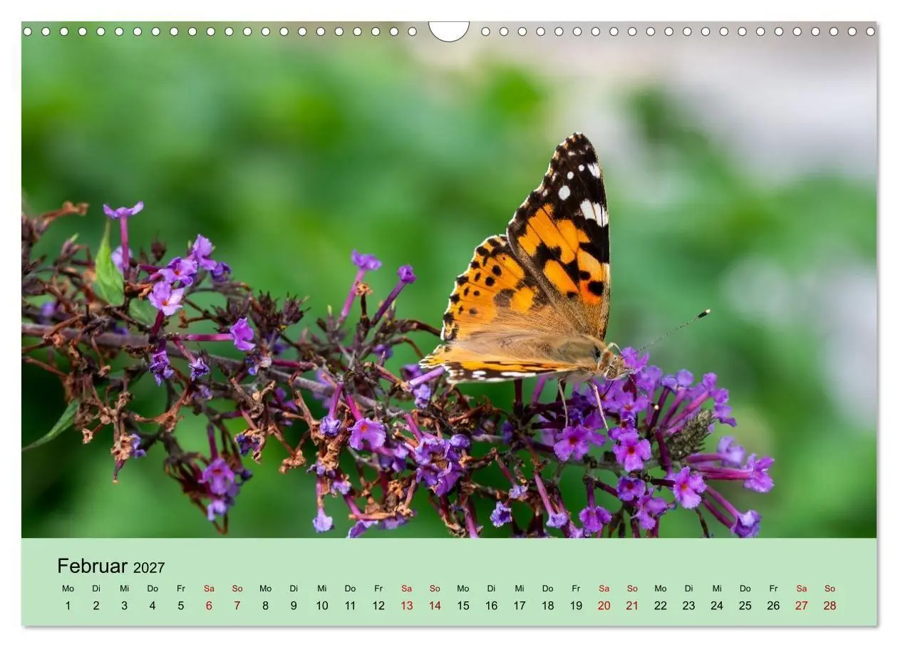 Bild: 9783594365939 | Insektenparadies Garten (Wandkalender 2027 DIN A3 quer), CALVENDO...