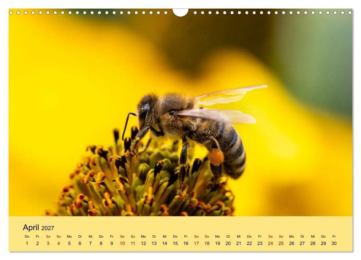 Bild: 9783594365939 | Insektenparadies Garten (Wandkalender 2027 DIN A3 quer), CALVENDO...