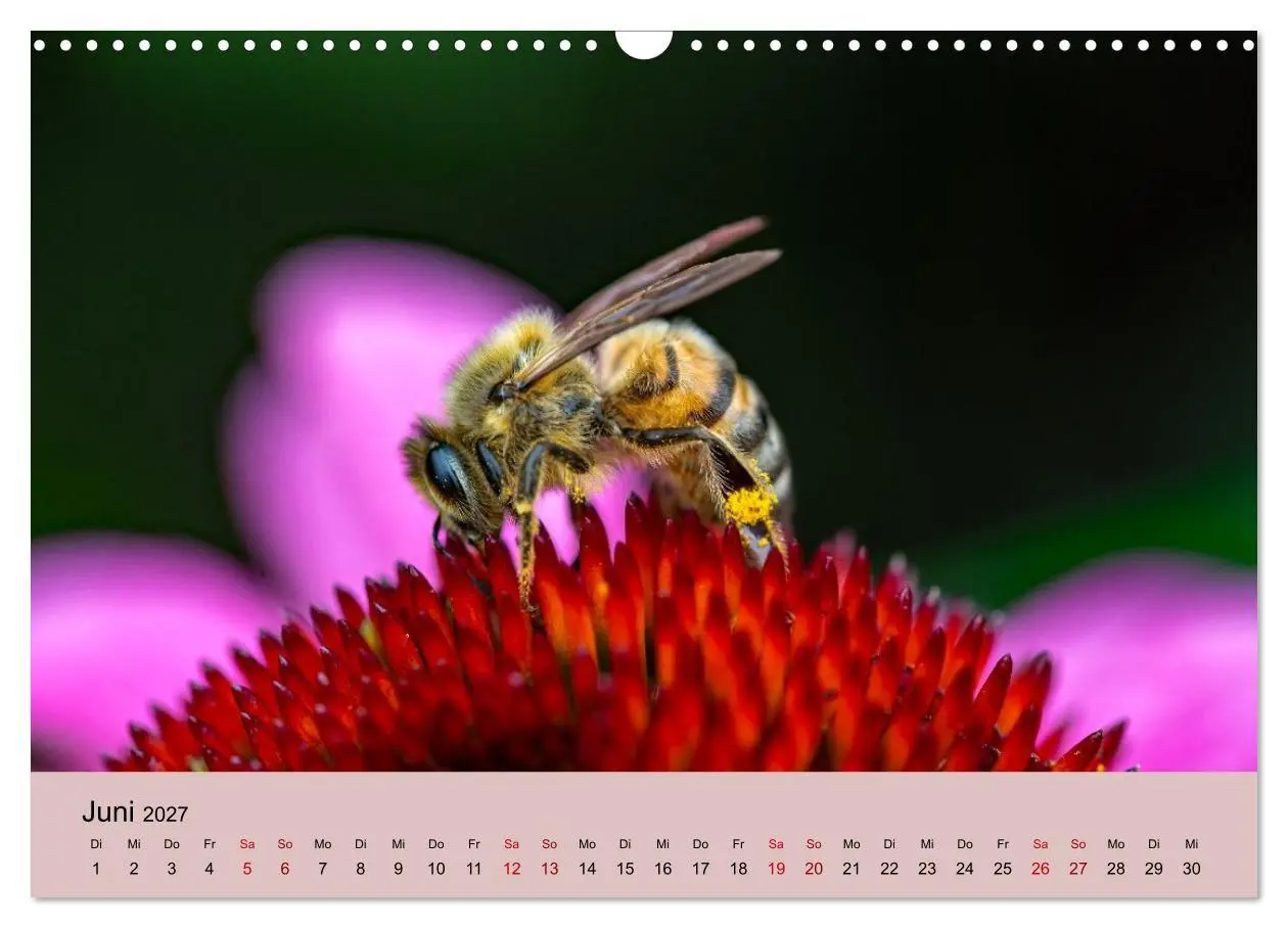 Bild: 9783594365939 | Insektenparadies Garten (Wandkalender 2027 DIN A3 quer), CALVENDO...