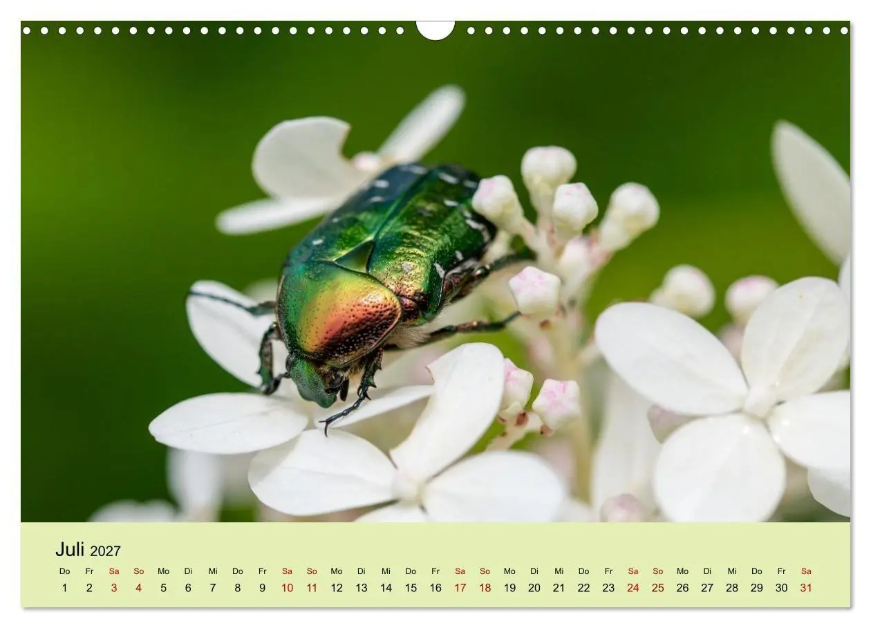 Bild: 9783594365939 | Insektenparadies Garten (Wandkalender 2027 DIN A3 quer), CALVENDO...