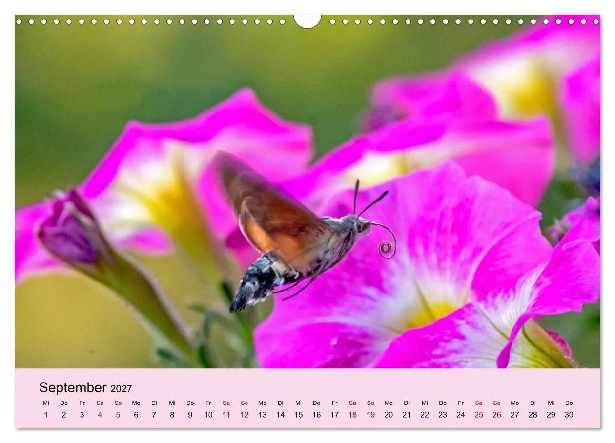 Bild: 9783594365939 | Insektenparadies Garten (Wandkalender 2027 DIN A3 quer), CALVENDO...