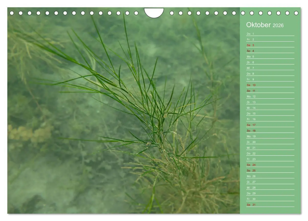 Bild: 9783457636039 | Baggersee - die grüne Welt (Wandkalender 2026 DIN A4 quer),...