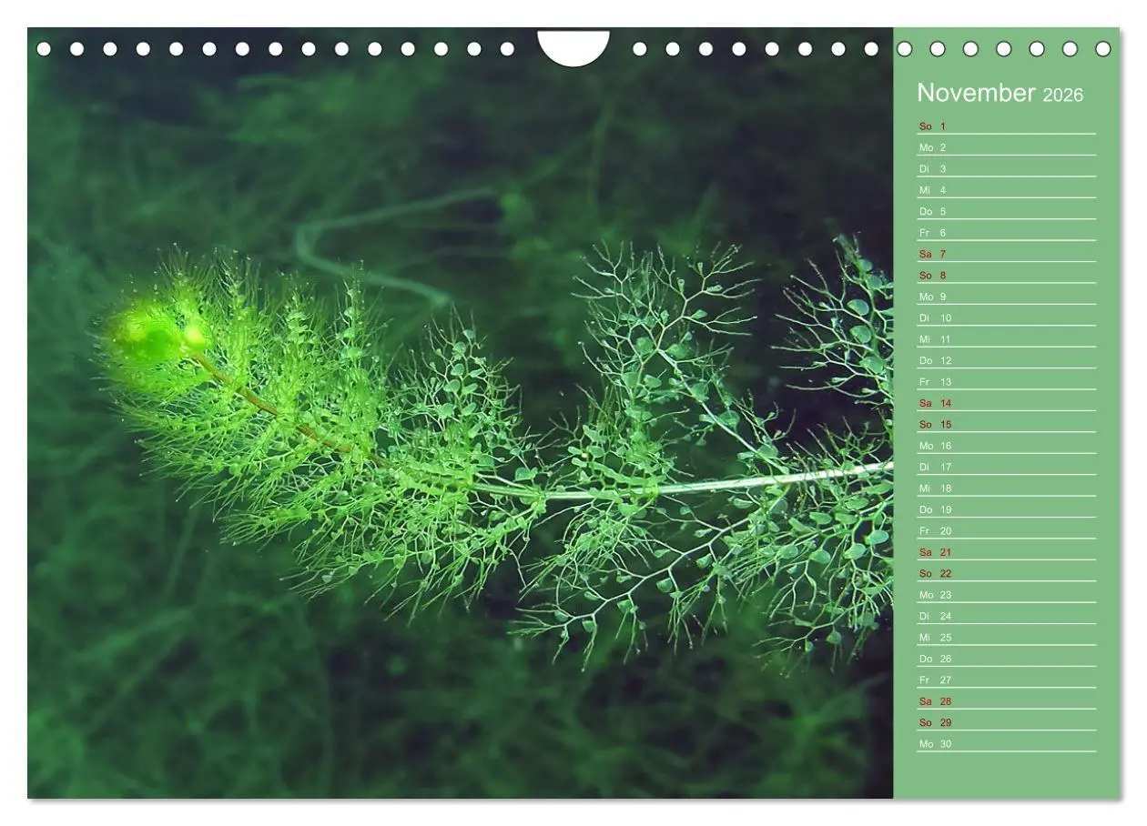 Bild: 9783457636039 | Baggersee - die grüne Welt (Wandkalender 2026 DIN A4 quer),...