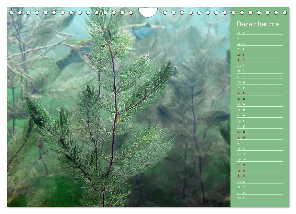 Bild: 9783457636039 | Baggersee - die grüne Welt (Wandkalender 2026 DIN A4 quer),...