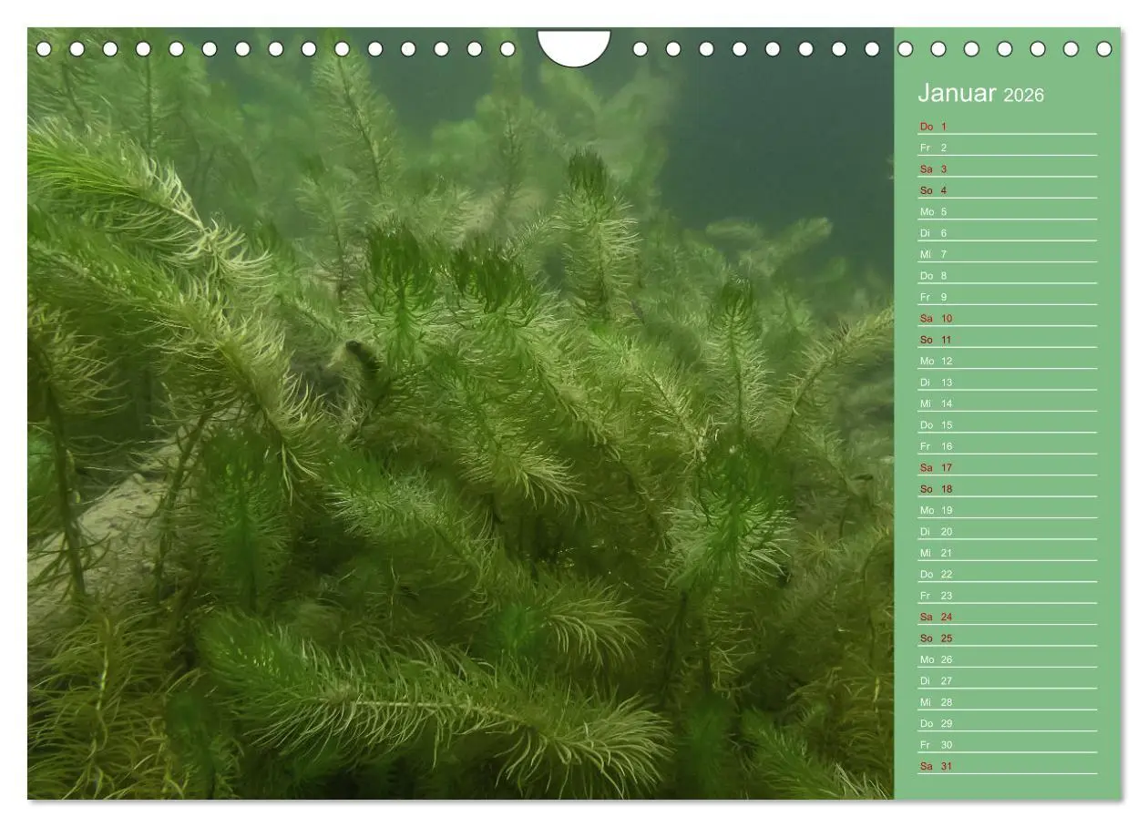 Bild: 9783457636039 | Baggersee - die grüne Welt (Wandkalender 2026 DIN A4 quer),...