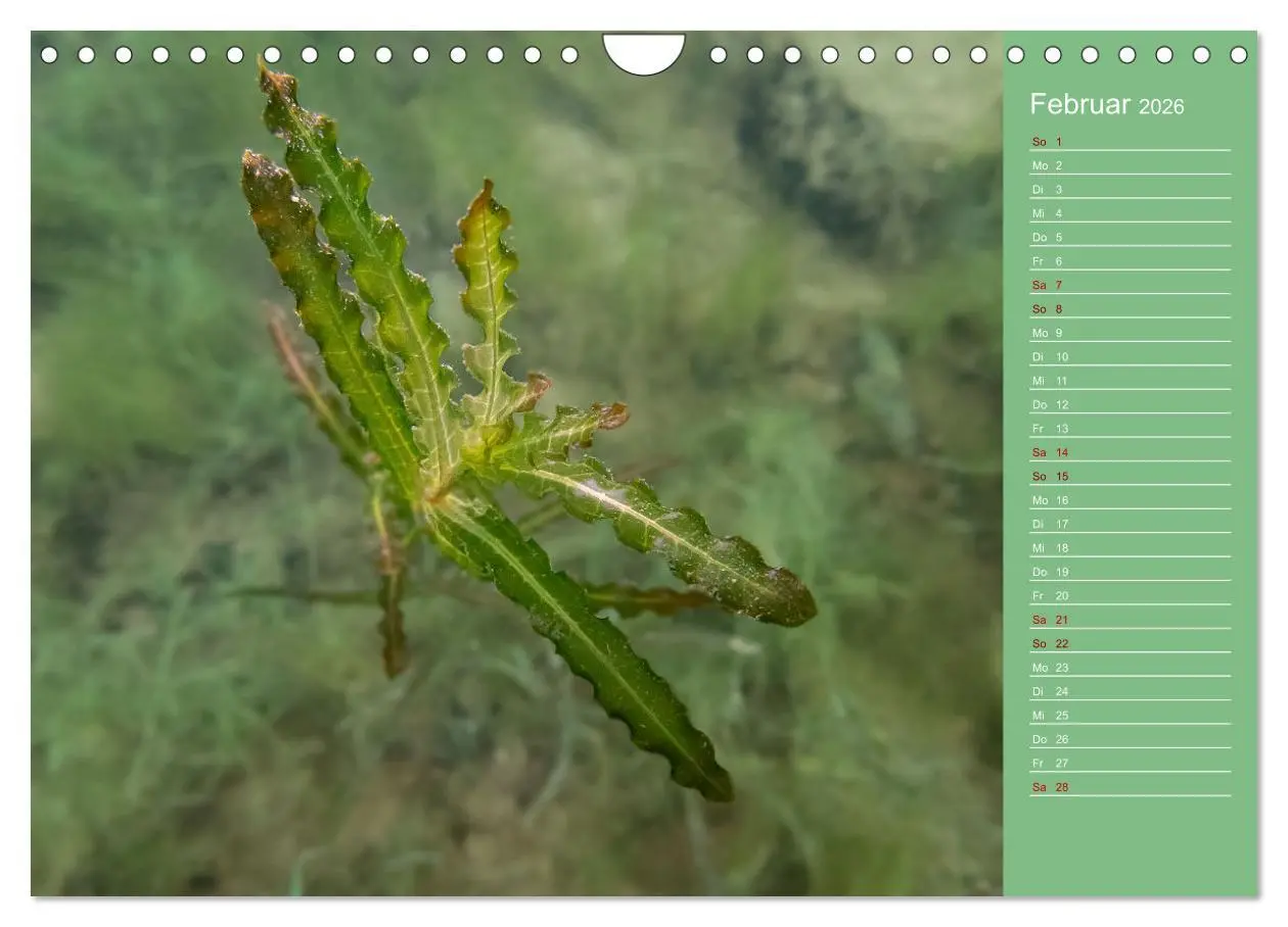 Bild: 9783457636039 | Baggersee - die grüne Welt (Wandkalender 2026 DIN A4 quer),...