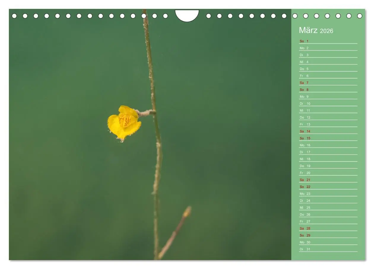 Bild: 9783457636039 | Baggersee - die grüne Welt (Wandkalender 2026 DIN A4 quer),...