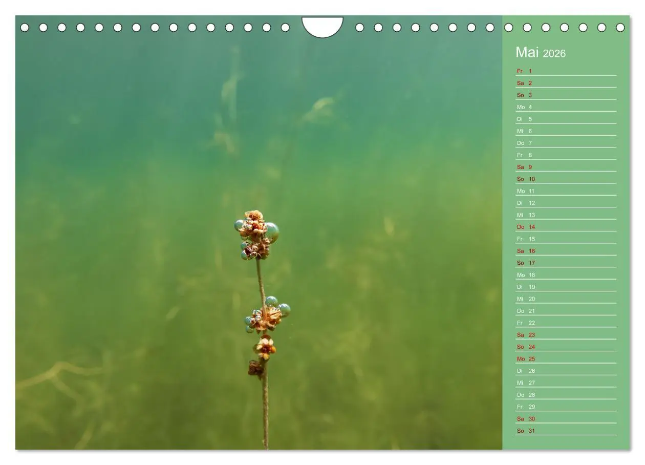 Bild: 9783457636039 | Baggersee - die grüne Welt (Wandkalender 2026 DIN A4 quer),...