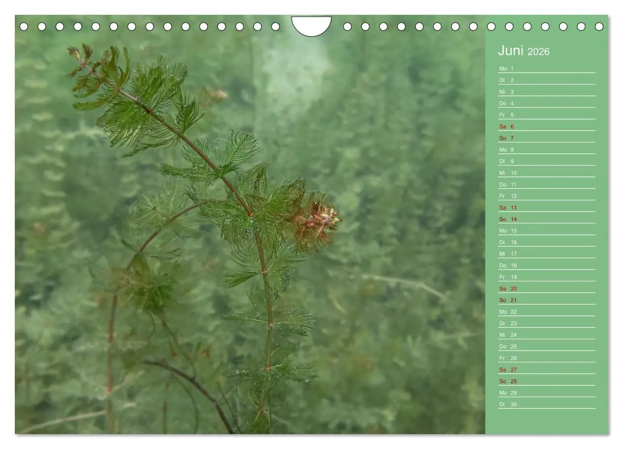 Bild: 9783457636039 | Baggersee - die grüne Welt (Wandkalender 2026 DIN A4 quer),...