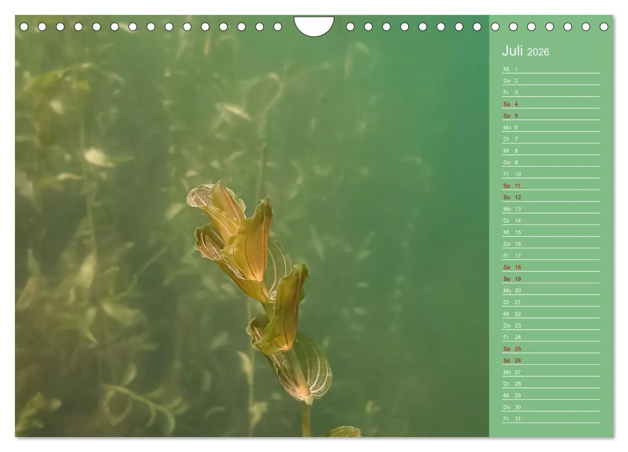 Bild: 9783457636039 | Baggersee - die grüne Welt (Wandkalender 2026 DIN A4 quer),...
