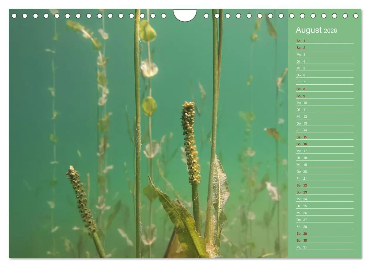 Bild: 9783457636039 | Baggersee - die grüne Welt (Wandkalender 2026 DIN A4 quer),...