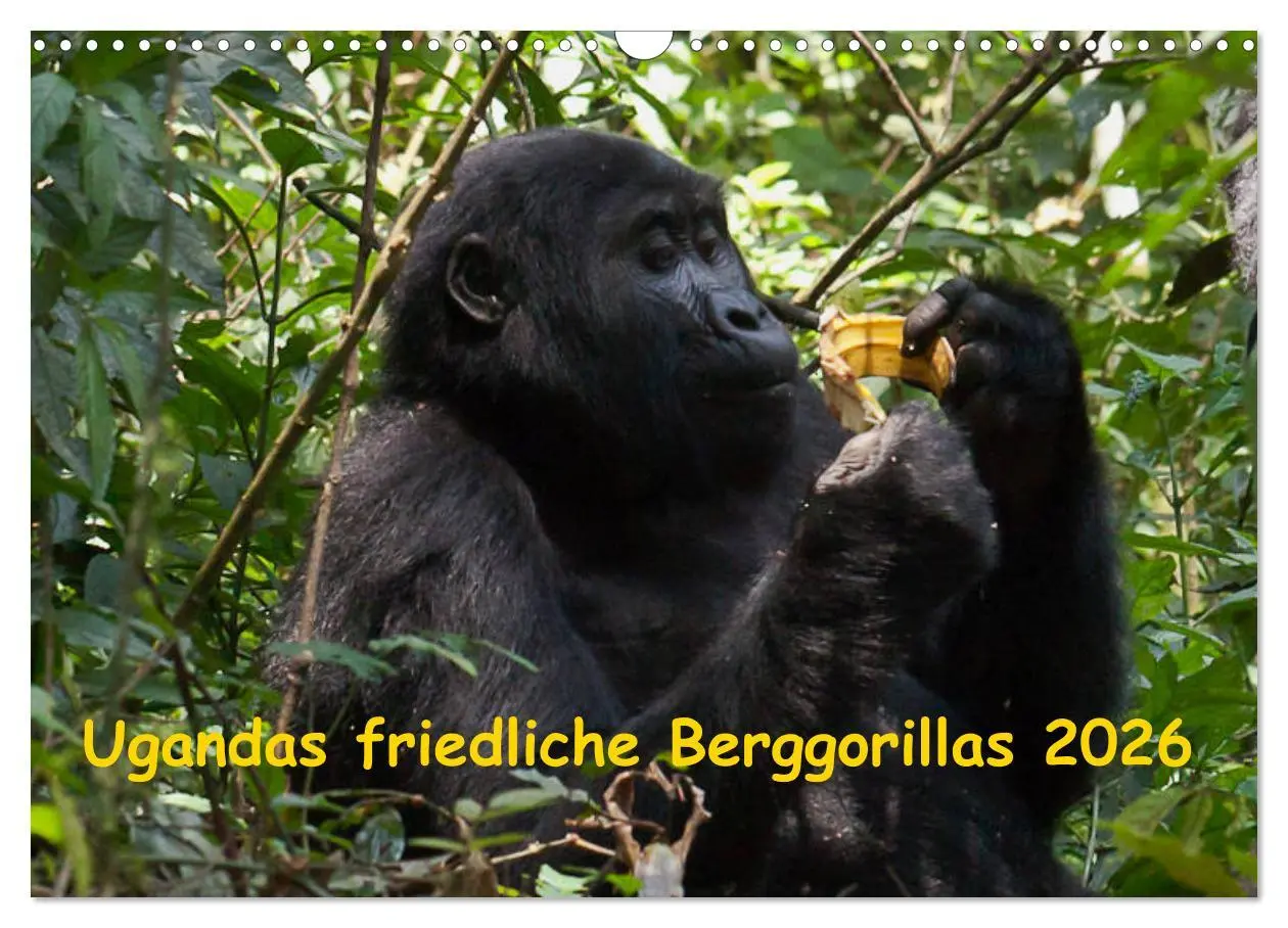 Cover: 9783457876039 | Ugandas friedliche Berggorillas (Wandkalender 2026 DIN A3 quer),...