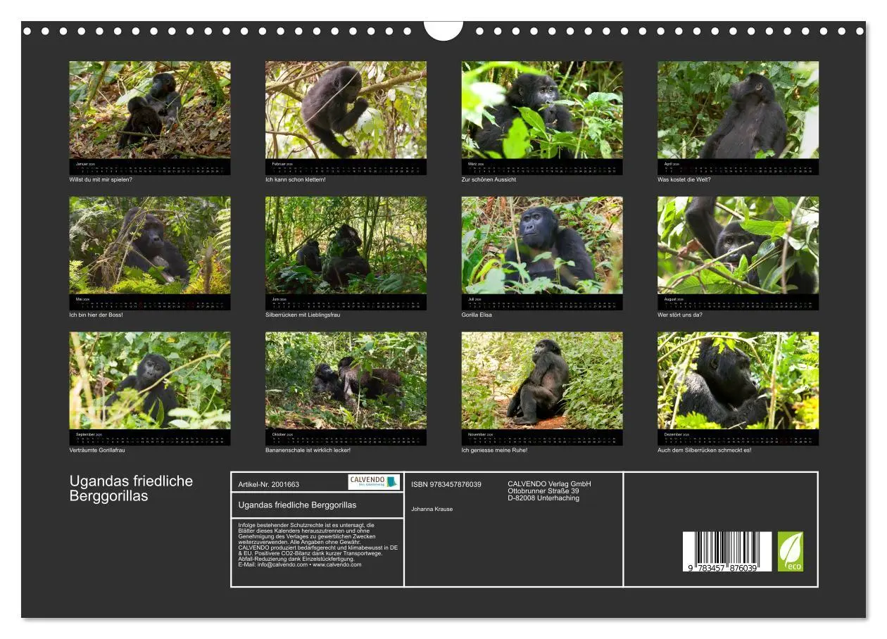 Bild: 9783457876039 | Ugandas friedliche Berggorillas (Wandkalender 2026 DIN A3 quer),...