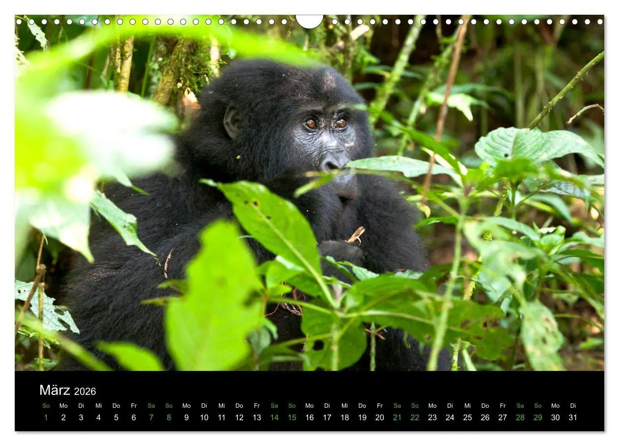Bild: 9783457876039 | Ugandas friedliche Berggorillas (Wandkalender 2026 DIN A3 quer),...