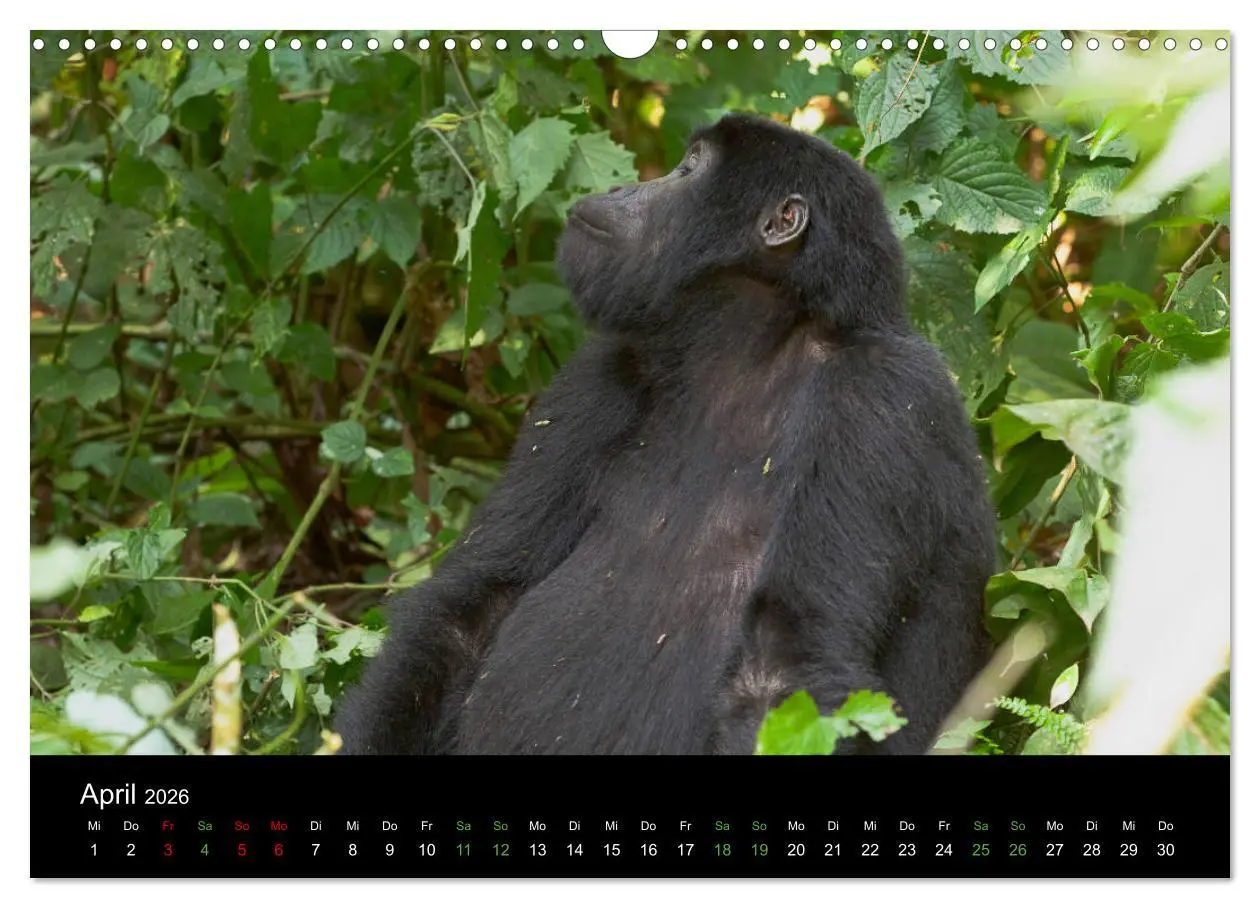 Bild: 9783457876039 | Ugandas friedliche Berggorillas (Wandkalender 2026 DIN A3 quer),...