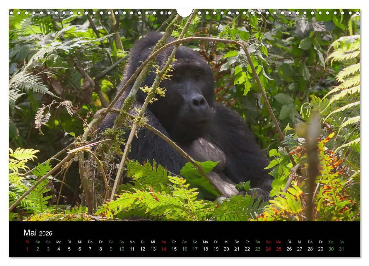 Bild: 9783457876039 | Ugandas friedliche Berggorillas (Wandkalender 2026 DIN A3 quer),...