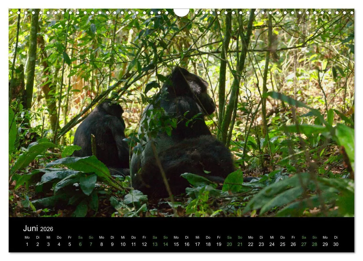Bild: 9783457876039 | Ugandas friedliche Berggorillas (Wandkalender 2026 DIN A3 quer),...
