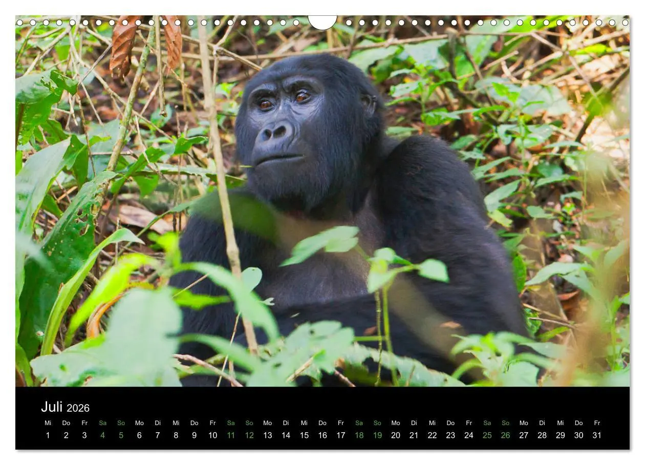 Bild: 9783457876039 | Ugandas friedliche Berggorillas (Wandkalender 2026 DIN A3 quer),...