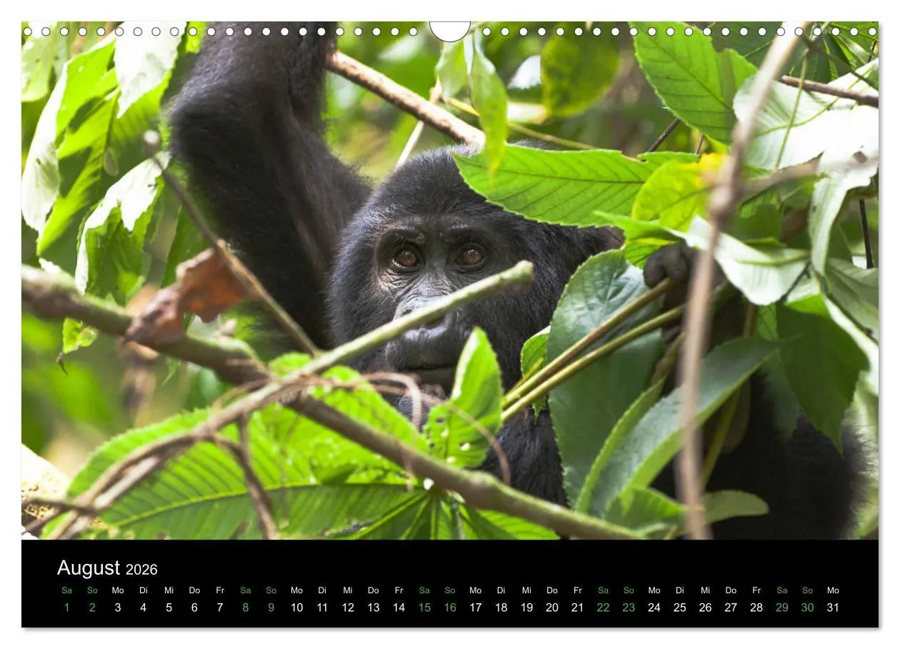 Bild: 9783457876039 | Ugandas friedliche Berggorillas (Wandkalender 2026 DIN A3 quer),...