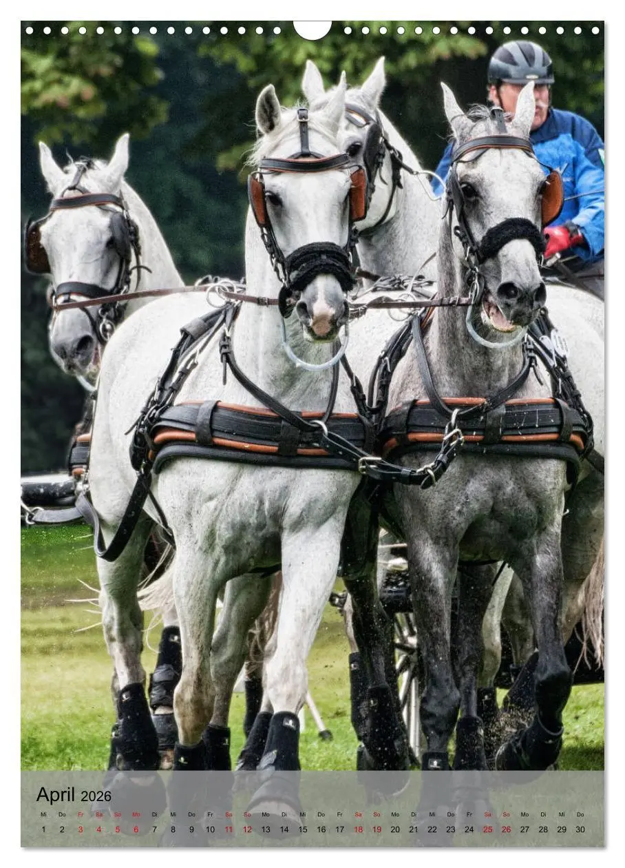 Bild: 9783516406139 | Pferde im Fahrsport (Wandkalender 2026 DIN A3 hoch), CALVENDO...