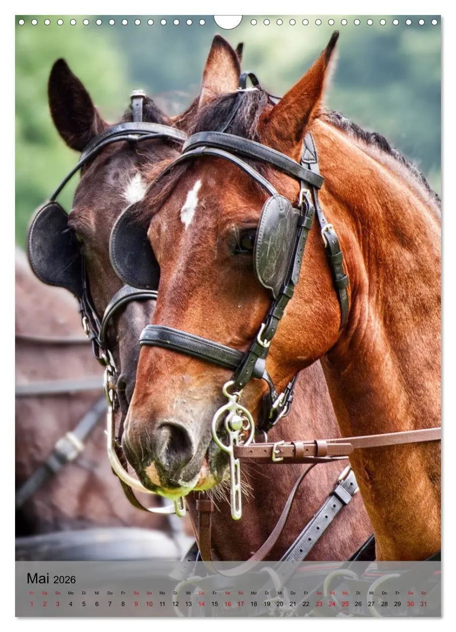 Bild: 9783516406139 | Pferde im Fahrsport (Wandkalender 2026 DIN A3 hoch), CALVENDO...