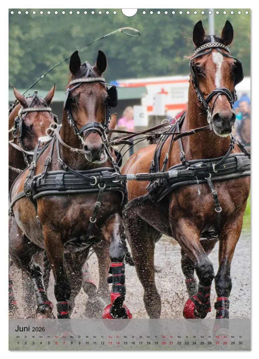 Bild: 9783516406139 | Pferde im Fahrsport (Wandkalender 2026 DIN A3 hoch), CALVENDO...