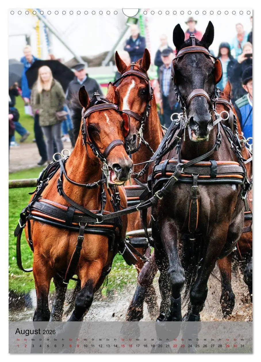 Bild: 9783516406139 | Pferde im Fahrsport (Wandkalender 2026 DIN A3 hoch), CALVENDO...