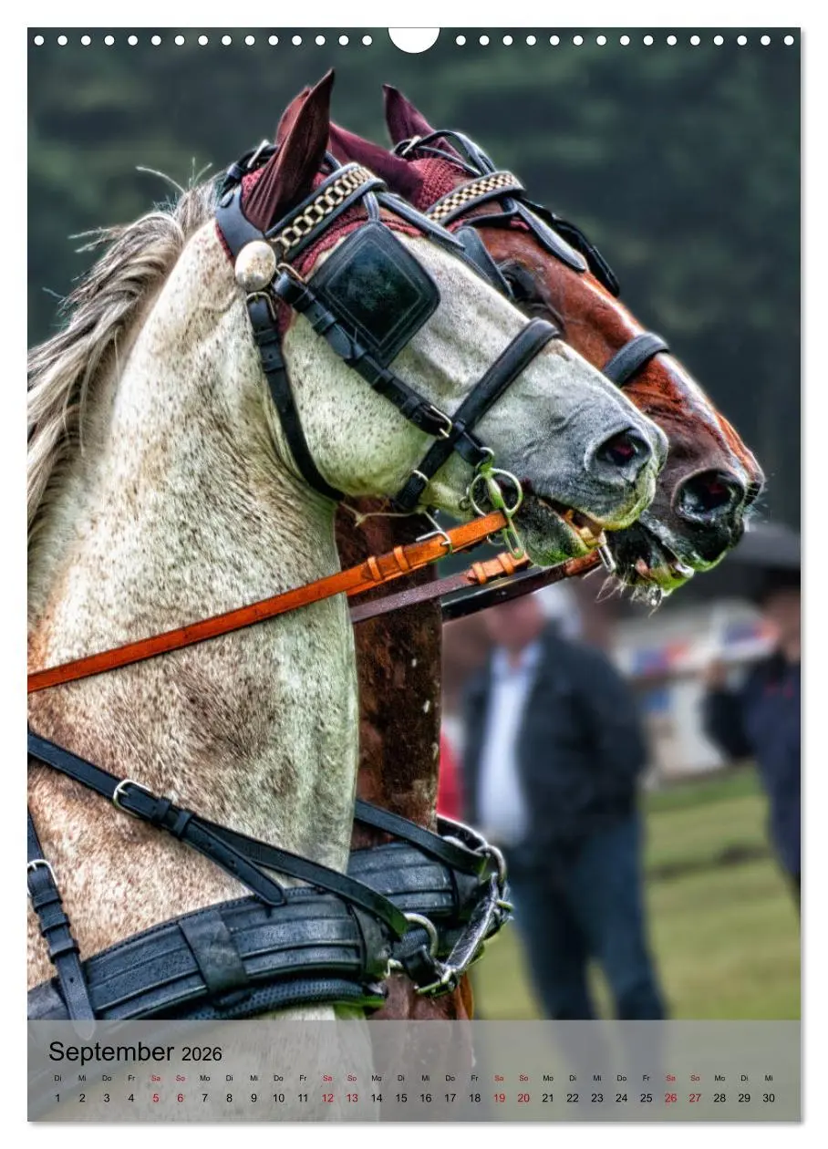 Bild: 9783516406139 | Pferde im Fahrsport (Wandkalender 2026 DIN A3 hoch), CALVENDO...